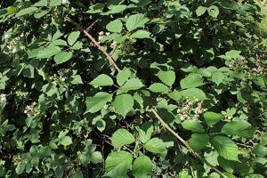 Rubus nemoralis
