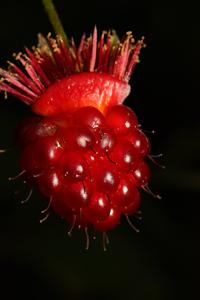 Rubus nutkanus