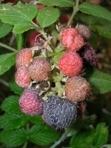 Rubus niveus