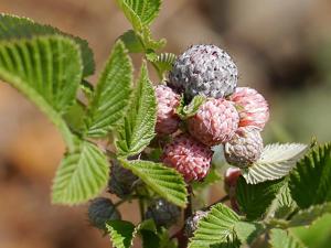 Rubus niveus