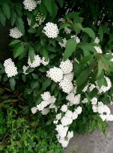 utils/thumbs/Rosaceae/Spiraea_ZBrcEd93TkX598AwxfDLRA.jpg