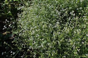 Asperula tinctoria