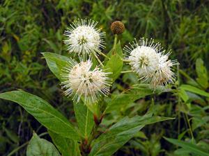 Cephalanthus occidentalis