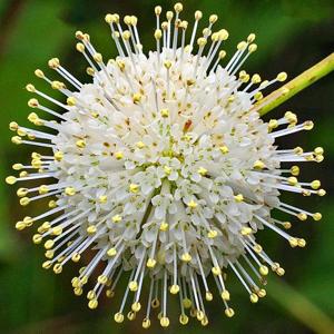 Cephalanthus occidentalis