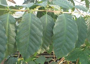 Coffea benghalensis