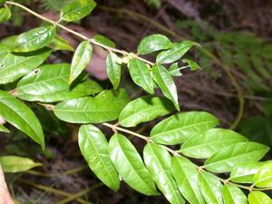 utils/thumbs/Rubiaceae/Coptosapelta_Eo2F74JzDwVdA24mTYhkij.jpg