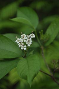 Duperrea pavettifolia