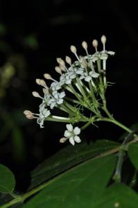 Duperrea pavettifolia