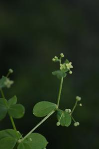 Galium aparine