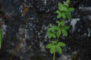 Galium aparine