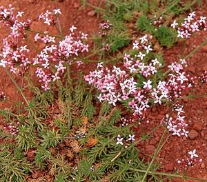utils/thumbs/Rubiaceae/Hexaphylla_CsaKkgjCGRAPAp7NMqHeBF.jpg
