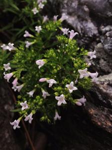 Houstonia longifolia