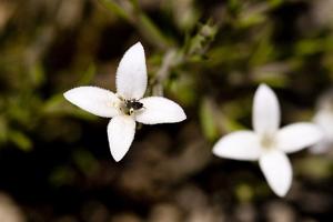 Houstonia acerosa