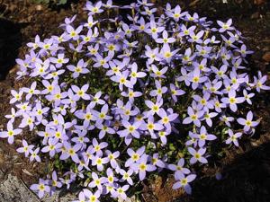 Houstonia caerulea