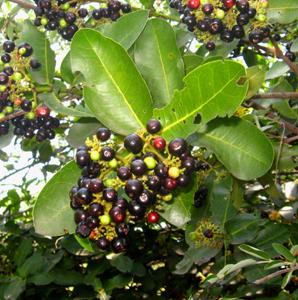 Ixora pavetta