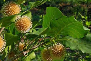 utils/thumbs/Rubiaceae/Nauclea_QZD5aWPm2qE54u4vSq5h2B.jpg