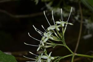 utils/thumbs/Rubiaceae/Pavetta_SuY9sCHBDMiJGKuxofTYox.jpg