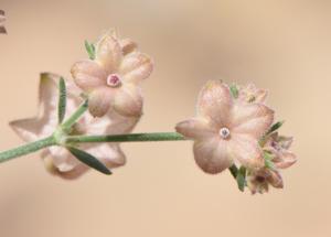 utils/thumbs/Rubiaceae/Plocama_2egez6U3JcZZjeDFLfPGQb.jpg