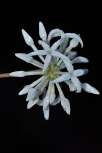 utils/thumbs/Rubiaceae/Prismatomeris_RAQr2L6arLpZQBzVY3ctH3.jpg