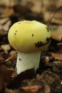 Russula violeipes