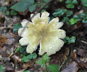 Russula violeipes