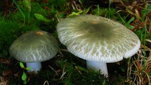 Russula parvovirescens