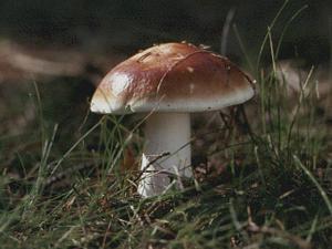 Russula vesca