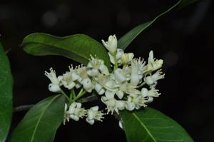 Atalantia monophylla