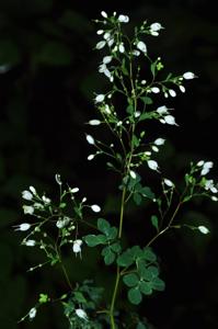 utils/thumbs/Rutaceae/Boenninghausenia_Fr3s6K3dXkjwzb3YwF6qWs.jpg