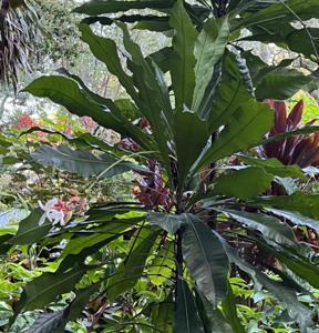 Erythrochiton brasiliensis