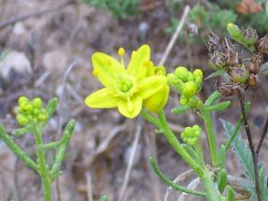 utils/thumbs/Rutaceae/Haplophyllum_93AfuCnmPLwe47BqahFFgH.jpg