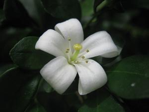 utils/thumbs/Rutaceae/Murraya_nGxrZfBW7xy5M8UqcZSQFA.JPG