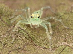 Lyssomanes viridis