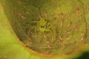 Lyssomanes viridis
