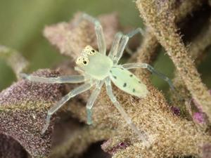 Lyssomanes viridis