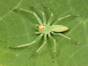 Lyssomanes viridis