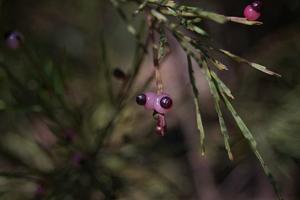 Exocarpos cupressiformis