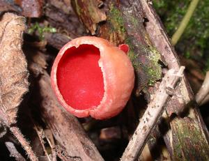 Sarcoscypha coccinea