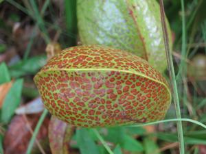 Darlingtonia californica