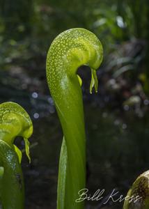 Darlingtonia californica