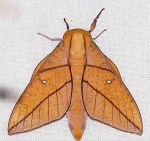 utils/thumbs/Saturniidae/Adeloneivaia_jtgHoQi5v5XCuCNmcy7zUs.jpg