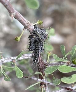 utils/thumbs/Saturniidae/Agapema_WnnGEBkhwhiekHEADZfh6Y.jpg