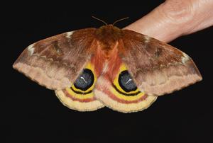 Automeris io