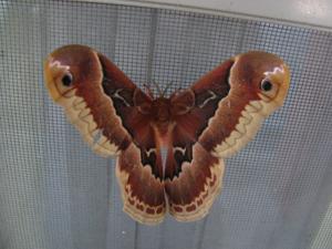 Callosamia promethea