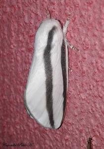utils/thumbs/Saturniidae/Giacomellia_QLxRNi5zSjDK4mpgJzzDRS.jpg