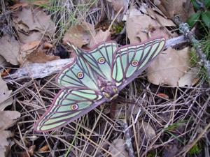 Graellsia isabellae