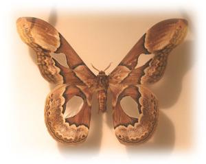utils/thumbs/Saturniidae/Rothschildia_ApYXFMobUdWMZiUdXgdy57.jpg