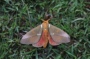 utils/thumbs/Saturniidae/Schausiella_5FM8Nza984ZJ65qeJifB6H.jpg