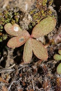 Lithophragma glabrum