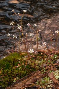 Micranthes petiolaris var. shealyi